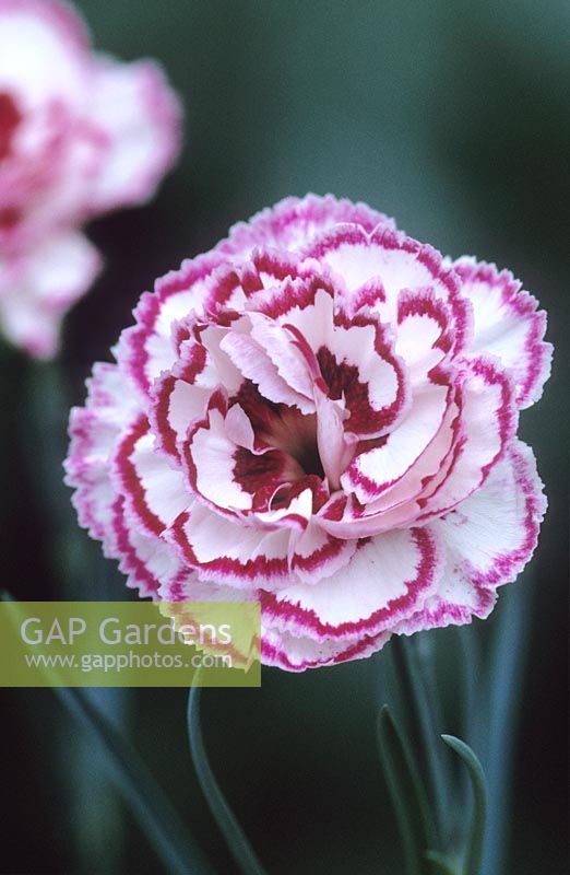 Dianthus 'Gran's Favourite' - Carnation