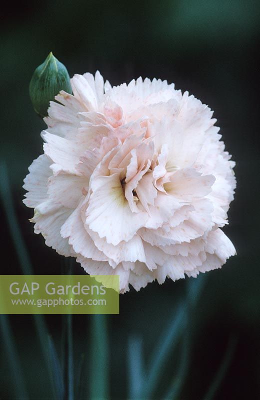 Dianthus 'Widecombe' - Carnation