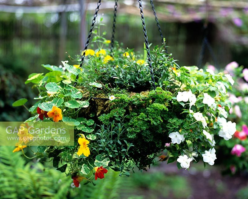 Hanging basket with parsley and nasturtiums