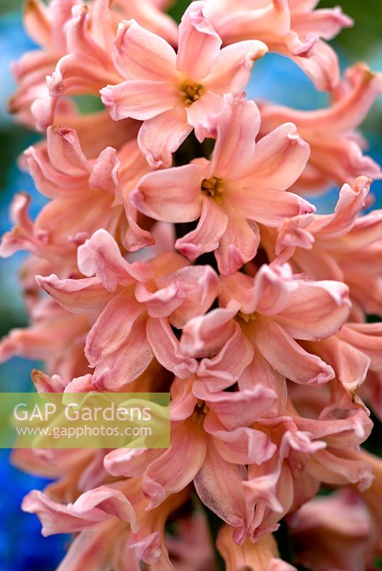 Hyacinthus orientalis 'Gipsy Queen'