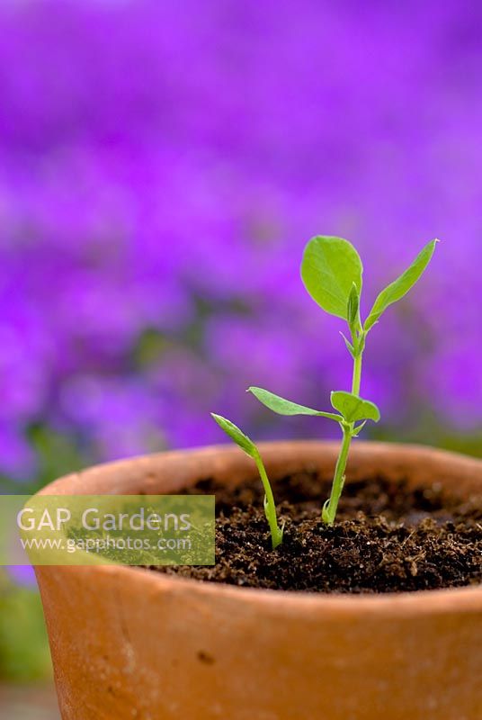 Lathyrus odoratus 'Cupani' - Sweet pea seedling in a terracotta pot
 

