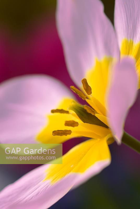 Tulipa saxatils Bakeri Group 'Lilac Wonder'