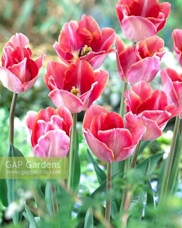 Tulipa 'Sabine'