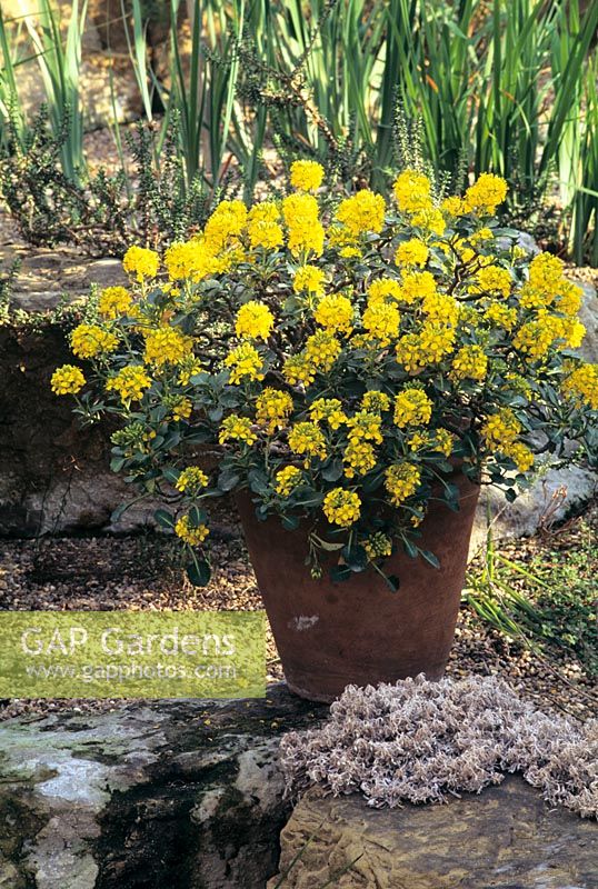 Brassica 'Balearica' in terracotta pot