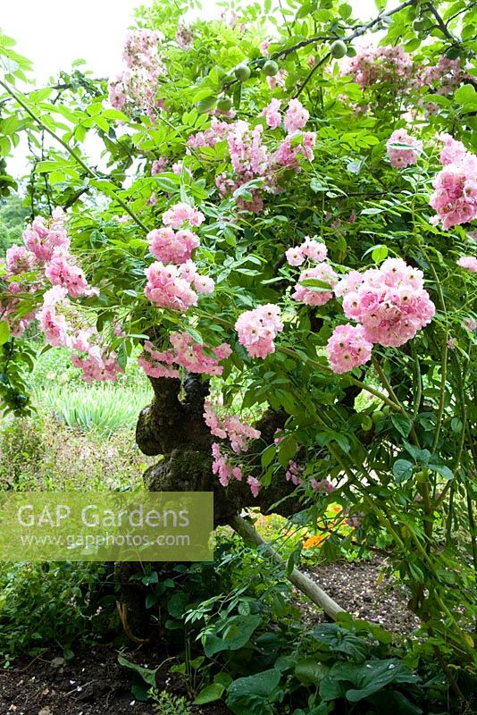 Rosa 'Fritz Nobis' growing over apple tree - Cerney House Gardens, Gloucestershire