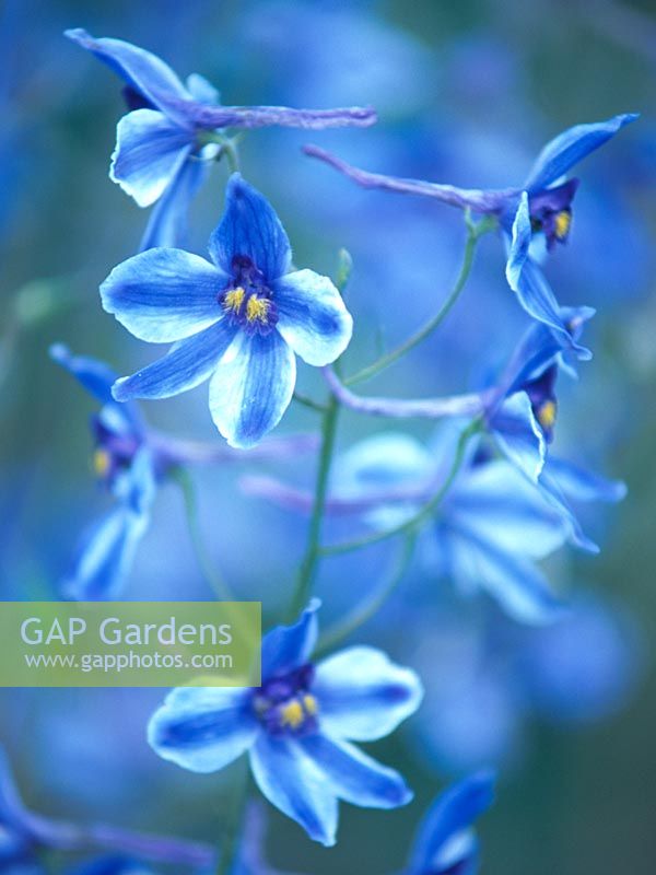 Delphinium 'Delft Blue'