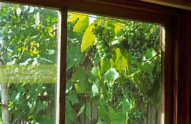 Young grape Vitis 'Boskoop Glory' seen through shed window
