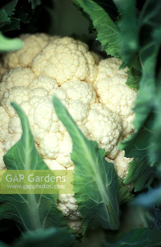 Brassica oleracea var botrytis - Cauliflower