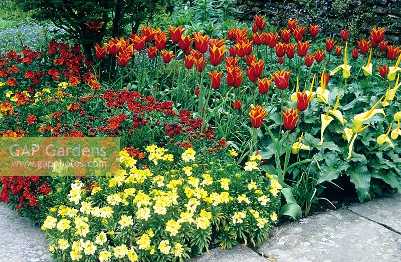Spring border with Arum creticum, Tulipa 'Queen of Sheba' and Erysimum 'Prince Series' - Wallflowers
