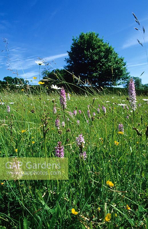 Meadow at Great Dixter with blue sky. Dactylorhiza fuchsii (Common spotted orchid), Leucanthemum vulgare (ox-eye daisies) and Lotus corniculatus (Bird's foot trefoil)