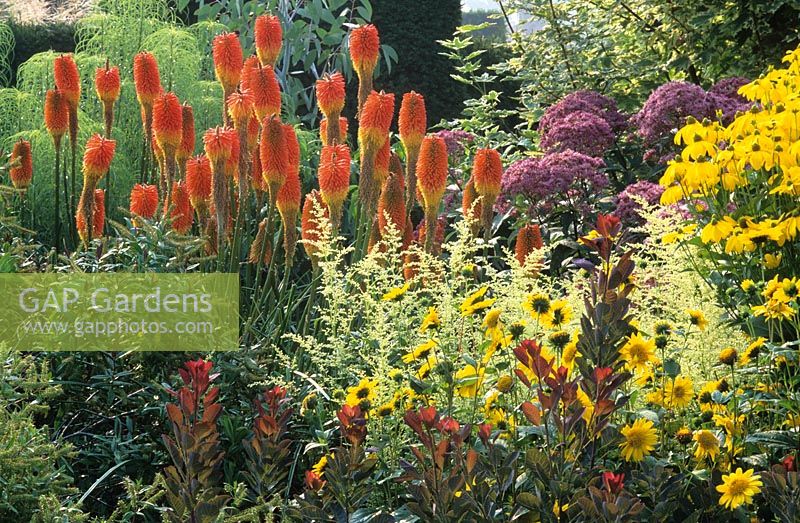 Hot border in the Peacock Garden at Great Dixter. Planting includes Kniphofia uvaria 'Nobilis', Eupatorium purpureum subsp. maculatum 'Atropurpureum', Rudbeckia 'Herbstsonne' and Artemisia lactiflora 