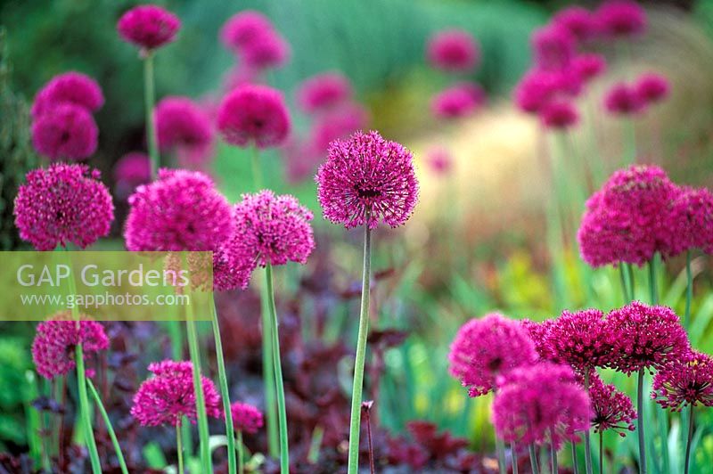 Allium hollandicum 'Purple Sensation'