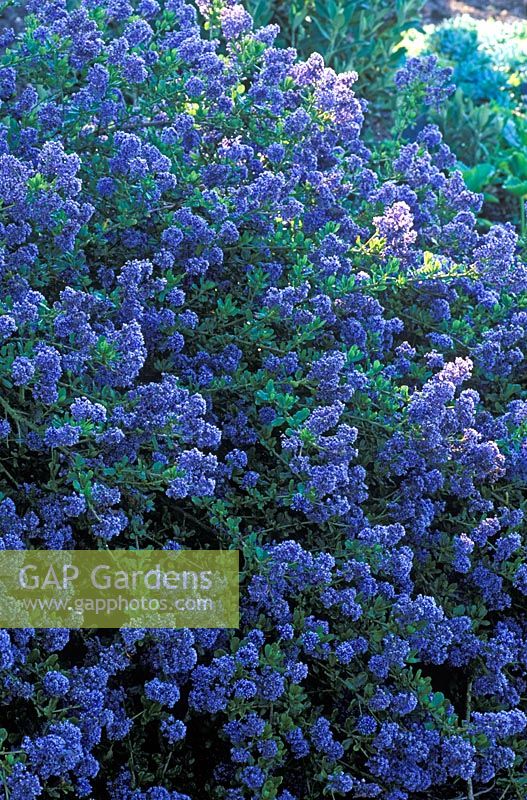 Ceanothus 'Puget Blue' - Californian Lilac