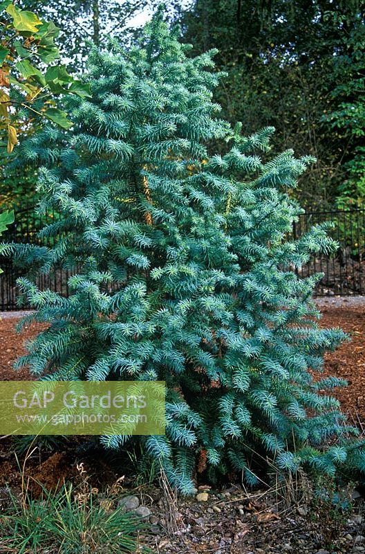 Cunninghamia lanceolata 'Glauca' - China fir