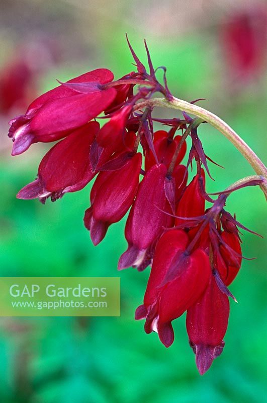 Dicentra Bacchanal - Bleeding heart