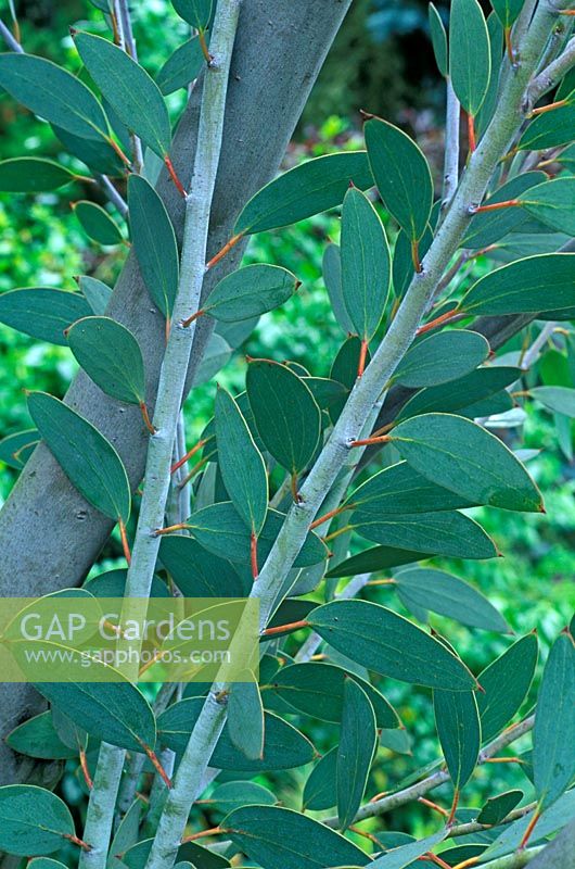 Eucalyptus pauciflora subsp. niphophila, 'White Sally'