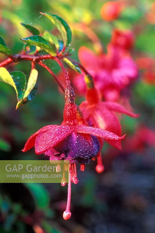 Fuchsia 'Dollar Princess' - Lady's Eardrop