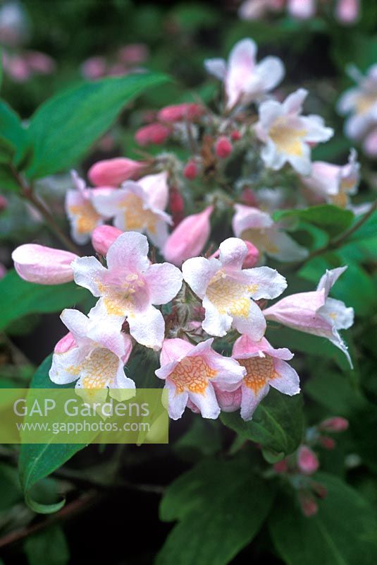 Kolkwitzia amabilis 'Pink Cloud'