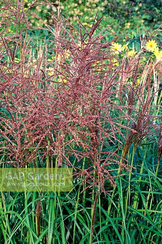 Miscanthus sinensis 'Rotsilber' - Chinese silver grass