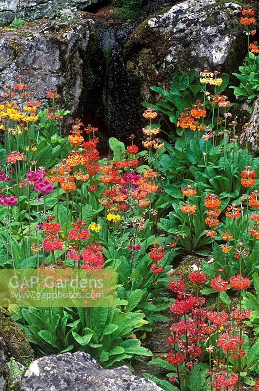 Mixed Candelabra Primulas in damp rock garden