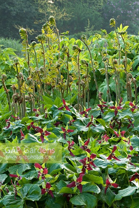 Trillium erectum and Osmunda regalis 'Cristata'