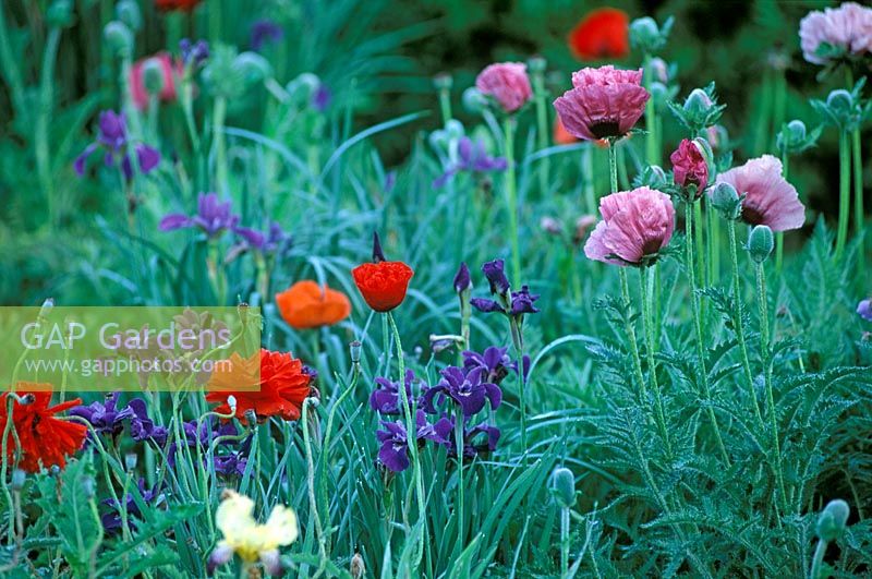Papaver orientale 'Lauren's Lilac' with Papaver orientale 'Peter Pan' and Iris sibirica 'Shirley Pope' - Water Meadow Nursery, Hampshire

