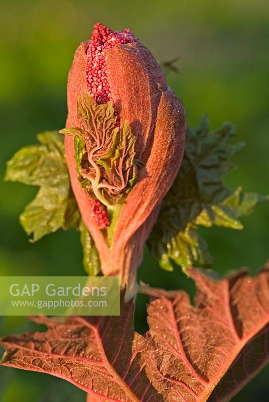 Rheum palmatum 'Atrosanguineum' - Flower head in bud