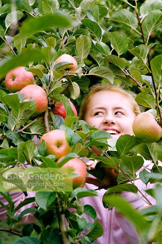 Malus 'Hofingers Himbeerapfel' - Girl picking apples
