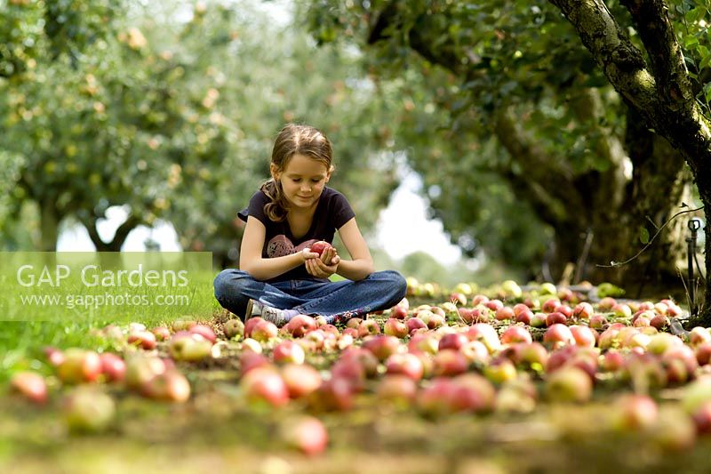 Girl playing with windfall apples - Malus 'Worcester Pearmain'