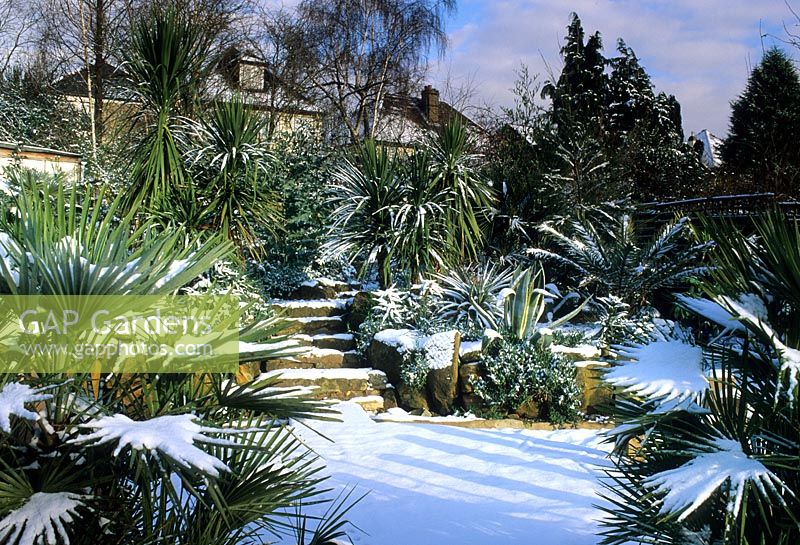 Drought tolerant Mediterranean style garden covered in snow - Raised borders of Cordyline, Trachycarpus, Phormiums and Agave - Radlett Avenue, Sydenham 