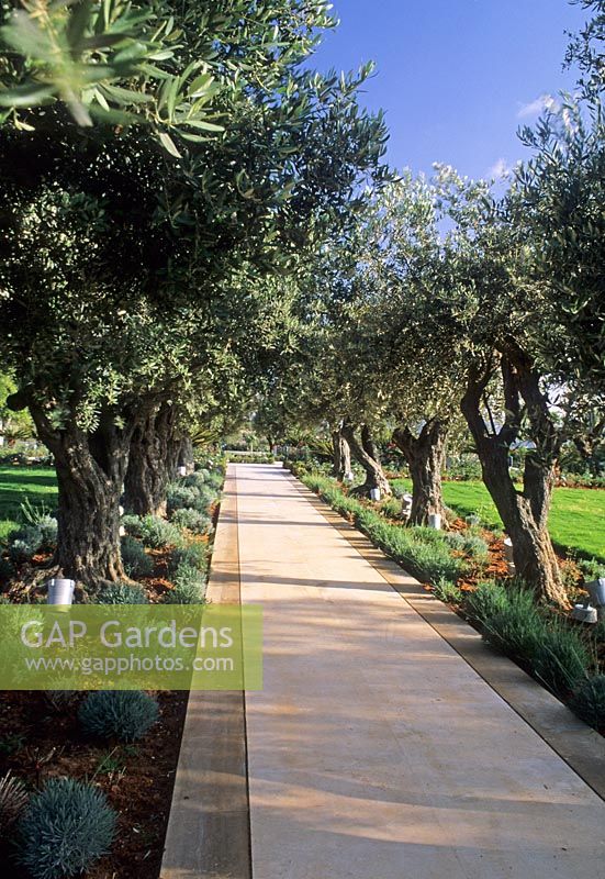 Olea europaeus - Olives trees lining path, 
Lebanon