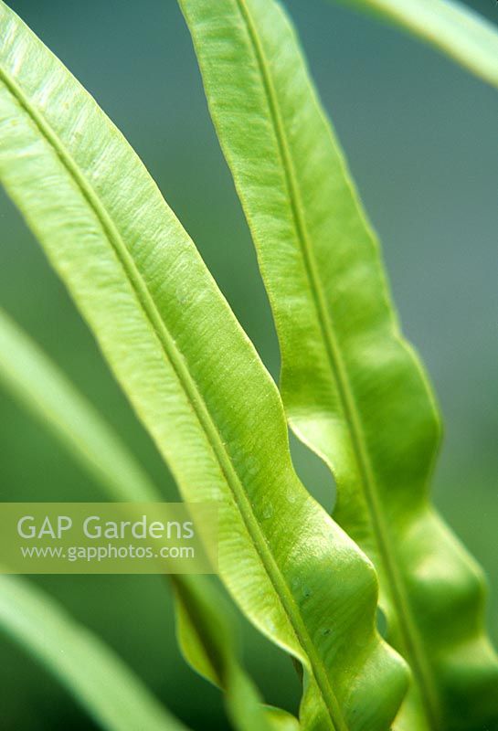 Asplenium scolopendrium - Hart's tongue fern - Harvey's Garden Plants, Suffolk