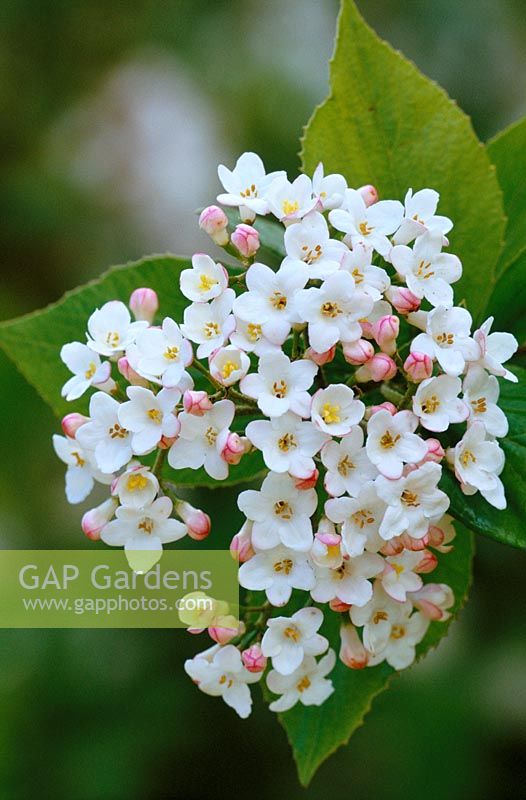 Viburnum x burkwoodii 