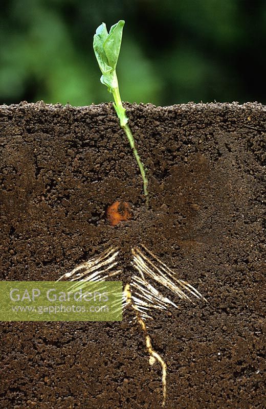 Cross section of bean root system