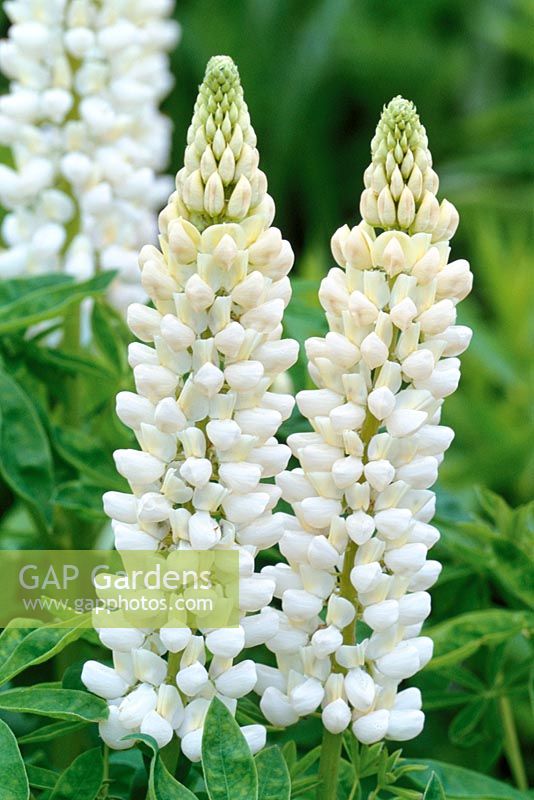 Lupinus 'Noble Maiden'