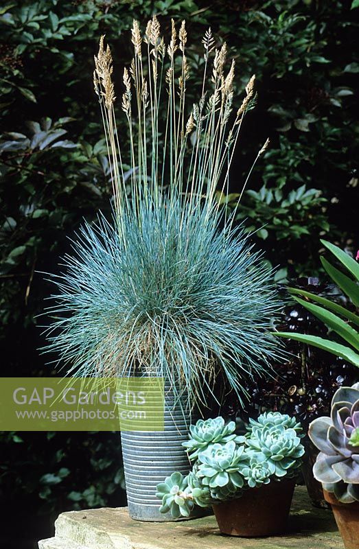 Festuca glauca - Blue Fescue in a metal container