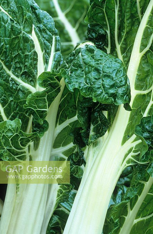 Beta vulgaris 'Fordhook Giant' - Swiss Chard