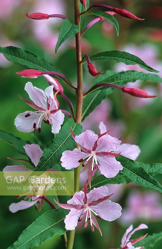 Epilobium angustifolium 'Stahl Rose' - Willow herb