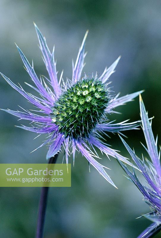 Eryngium 'Jos Eijking'