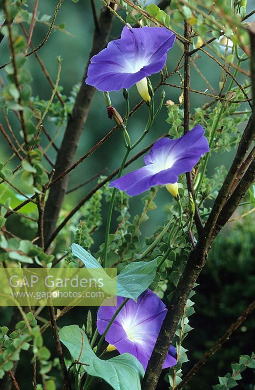 Ipomoea tricolor 'Heavenly Blue' - Morning Glory growing through acacia