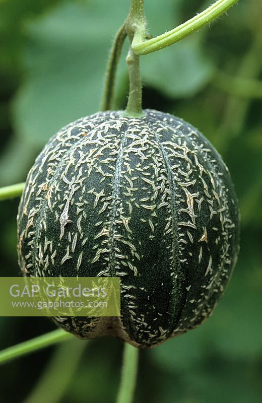 Cucumis melo 'Iroquois' - Cantaloupe melon