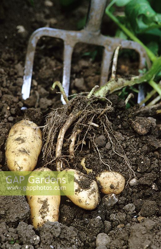Digging up Potato 'Belle de Fontenay' - Solanum tuberosum with a fork