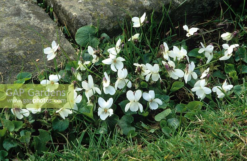 Viola odorata growing in cracks between paving and grass at Great Dixter - English violet