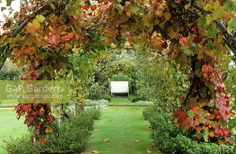 The vine tunnel in the Edwardian Garden at Powis Castle