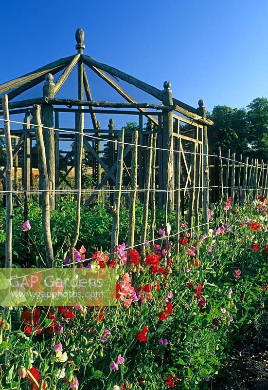 Lathyrus odoratus trained up supports infront of rustic wooden fruit cage - The Walled Garden, Houghton Hall, Norfolk