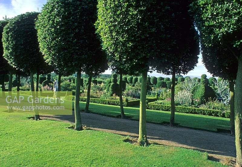 Allee of topiarised Quercus ilex - Evergreen Holm Oaks lining path in large formal garden open to the public - Hatfield House, Hertfordshire