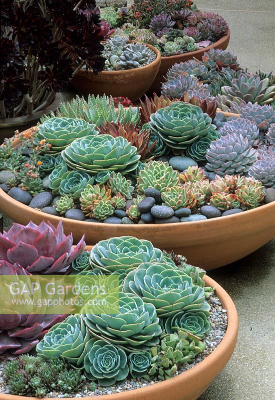 Shallow terracotta bowls of Echeveria with pebble mulch