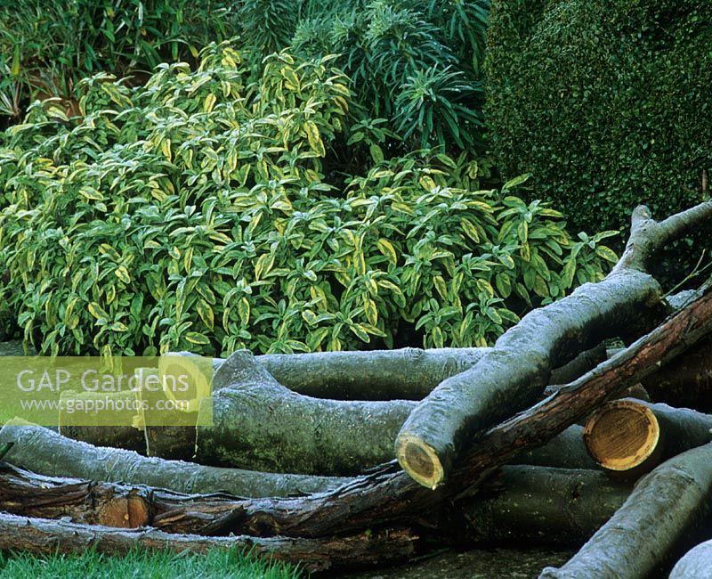 Log pile that is attractive to insects infront of Salvia officinalis 'Icterina', Buxus and Euphorbia covered in frost

