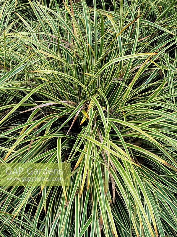 Carex morrowii 'Fisher's Form', syn. Carex morrowii 'Fisher'