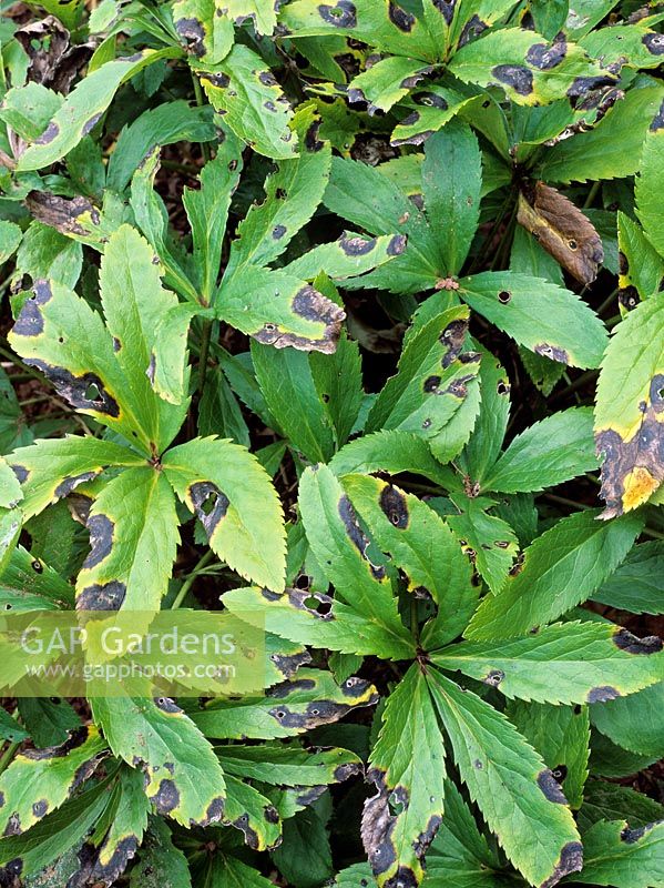 Coniothyrium hellebori - Helleborus leaf spot/blotch 